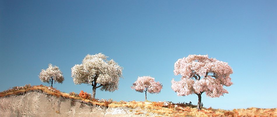 Cherry tree