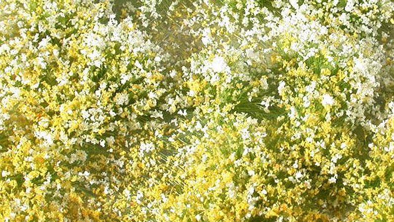 Blossoms tufts - Kopie