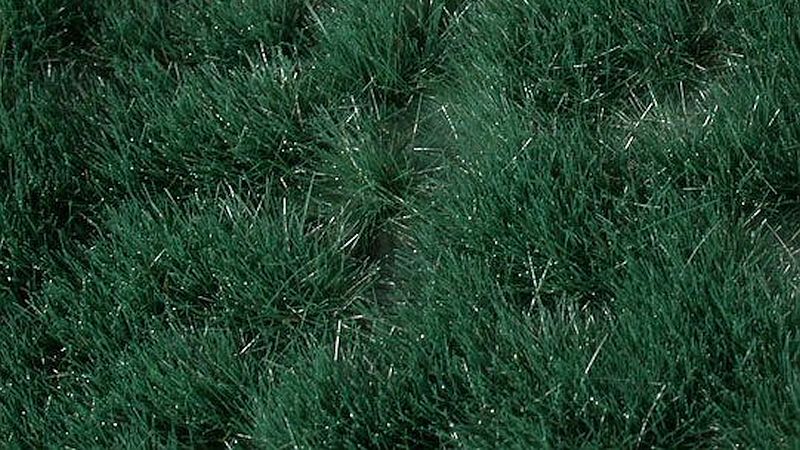 Ried grass tufts - Kopie