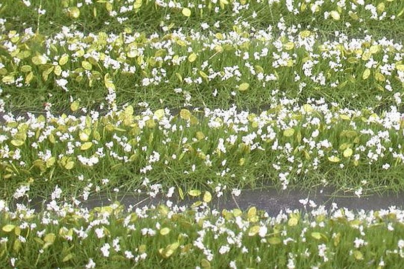 Flower strips - Kopie