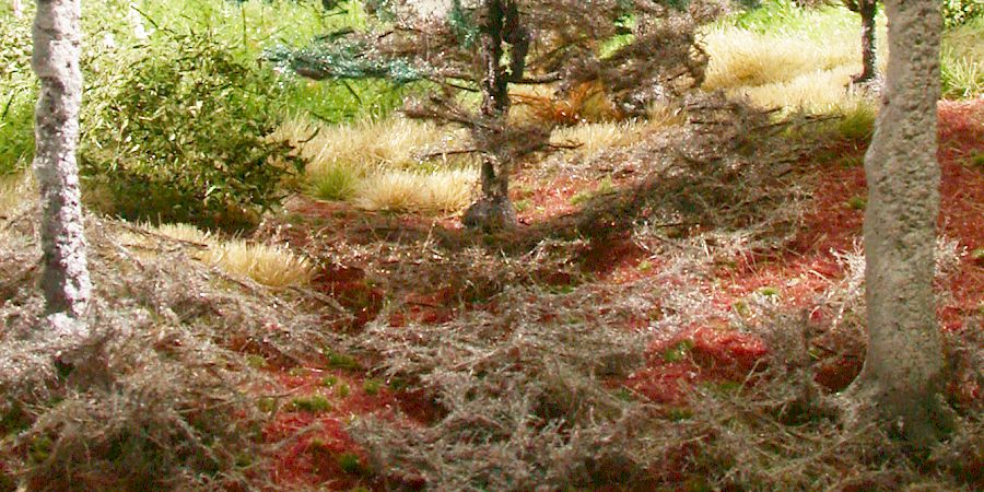 Forest floor