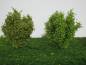 Preview: High shrubs, Profiline