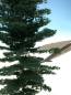 Preview: Weathered nordic fir assembly kit summer