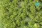 Preview: Weed tufts, spring