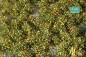Preview: Weed tufts, early fall