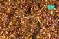 Preview: Weed tufts, late fall