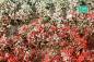 Preview: Blossom tufts, summer