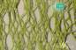 Preview: Horse tail early fall