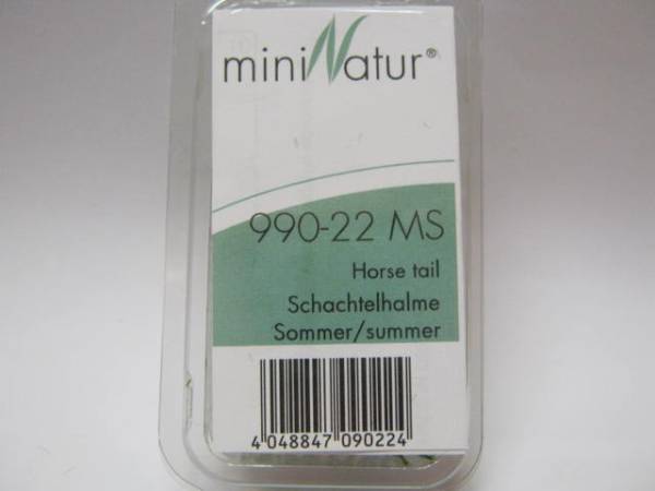 Schachtelhalm Sommer
