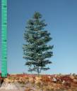 Tanne (1:160) Sommer