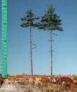 Innenwald-Tanne (1:160) Sommer