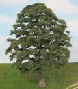 Oak tree summer Profi