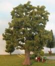 Oak tree exclusive profi early fall