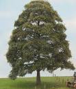 chestnut tree spring Profi